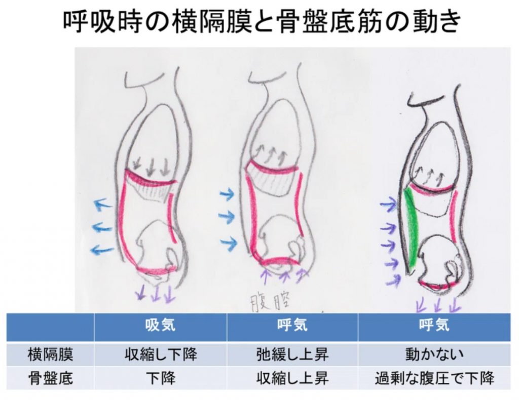 呼吸と横隔膜・骨盤底・内臓の動きの関係