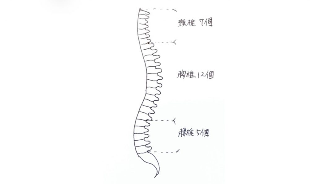 猫背　猫背矯正　猫背改善　ピラティス　マシンピラティス　ピラティススタジオDEP 人気　おすすめ